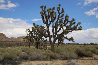 Enlarge photo 255