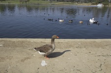 Enlarge photo 15