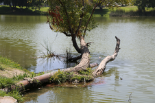 Enlarge photo 43