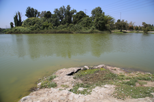 Enlarge photo 52