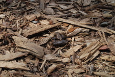 Enlarge photo 55