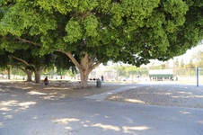 Enlarge photo 109