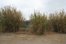 Enlarge photo 55