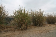 Enlarge photo 54