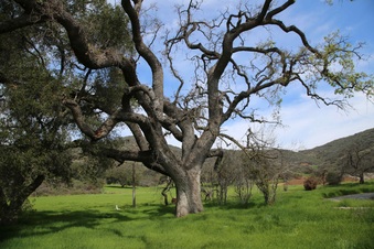 Enlarge photo 160