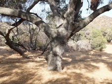Enlarge photo 15