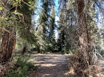 Redwoods - Griffith Park