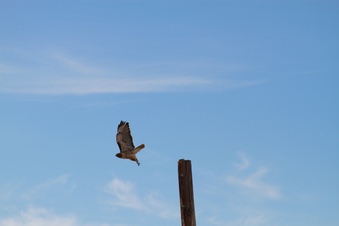 Enlarge photo 72