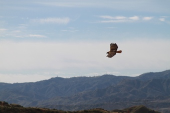 Enlarge photo 73