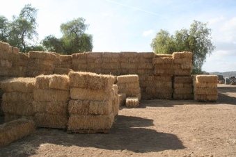 Enlarge photo 65