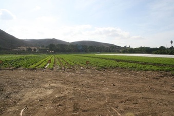 Enlarge photo 99