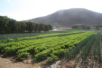 Enlarge photo 124