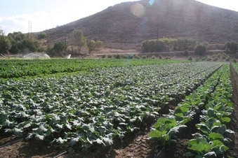 Enlarge photo 145