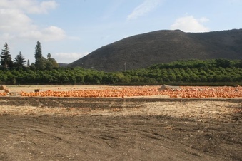 Enlarge photo 237