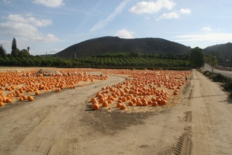 Enlarge photo 240