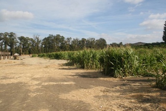 Enlarge photo 244