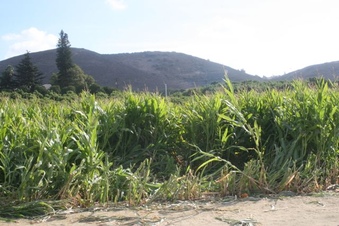 Enlarge photo 249