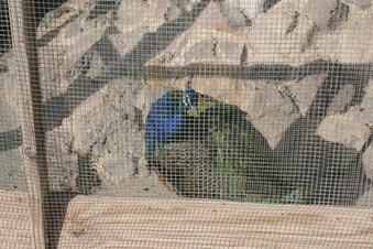 Enlarge photo 275