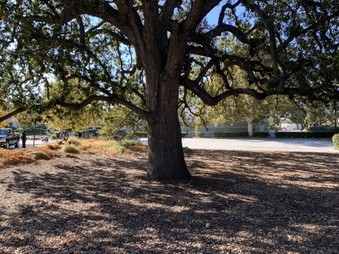 Municipal Park Bench 