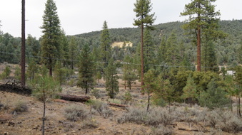 Enlarge photo 257