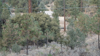 Enlarge photo 259
