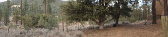 Enlarge photo 263