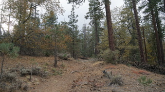 Enlarge photo 262