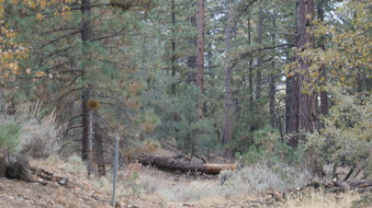 Enlarge photo 264