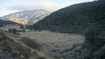 Enlarge photo 331