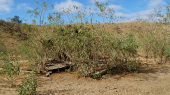 Enlarge photo 36