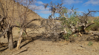 Enlarge photo 68