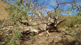 Enlarge photo 67