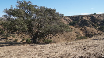 Enlarge photo 184