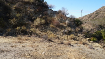 Enlarge photo 250
