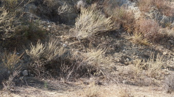 Enlarge photo 254