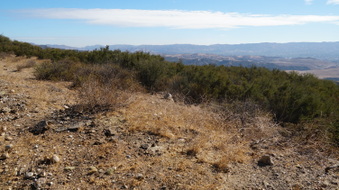 Enlarge photo 262