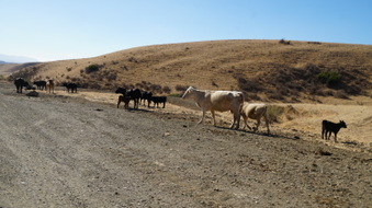 Enlarge photo 359