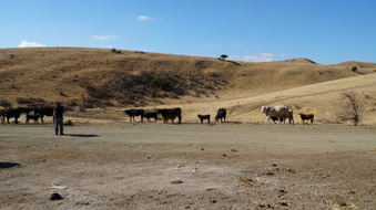 Enlarge photo 373