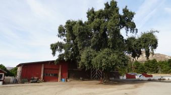 Enlarge photo 180