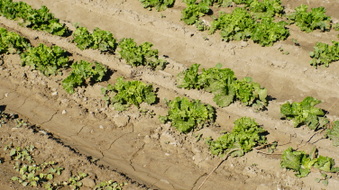 Enlarge photo 41