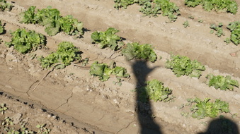Enlarge photo 42