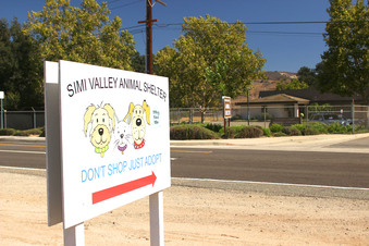 Animal Shelter 