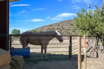Enlarge photo 61