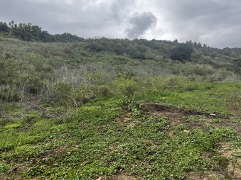 Enlarge photo 175