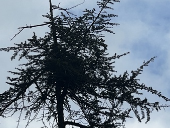 Enlarge photo 206