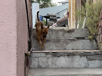Enlarge photo 35