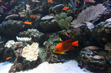 Enlarge photo 35
