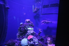 Enlarge photo 42