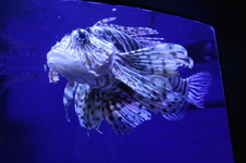 Enlarge photo 46