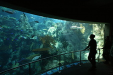 Enlarge photo 54